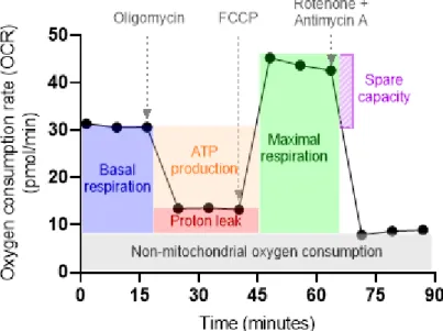 Fig.  6.  Schematic  plot  of  Mito  Stress  Test  experiment  for  assessment  of  fundamental  parameters  of  mitochondrial  function:  basal  respiration,  ATP­linked  respiration, proton leak, maximal respiration, and spare respiratory capacity. 