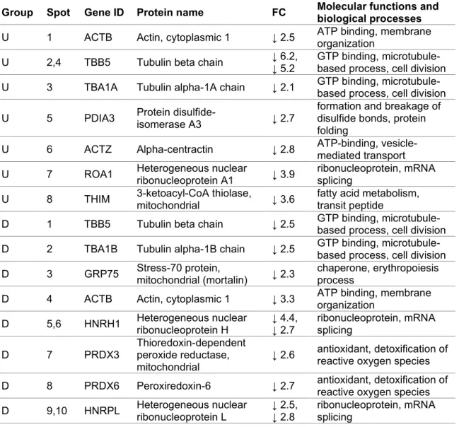 Tab. 2. List of differently expressed proteins of UCR vs UC (group U) or DCR vs  DC  (group  D)  identified  by  MALDI­TOF  MS/MS  analysis  of  CBB­stained  gel  spots  and  associated biological processes. 