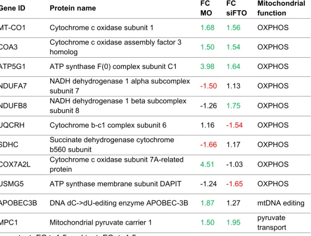 Tab. 4. List of mitochondrial metabolism­relevant proteins identified with label­free  MS/MS in CCF­STTG1 cells treated with MO­I­500 (MO) or FTO siRNA (siFTO). Reported  is fold change (FC) against respective control.  