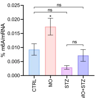 Fig.  30.  Effect  of  streptozotocin  and  FTO  inhibitor  MO­I­500  on  m6A  content  in  CCF­STTG1 cells. The percentage of m6A methylation levels in mRNA was determined  in cells treated with vehicle (CTRL), 15 mM streptozotocin (STZ), 10 µM MO­I­500 (