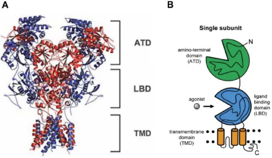 Fig.  1  Schematic  illustrating  conventional  and  non-conventional  NMDARs. 