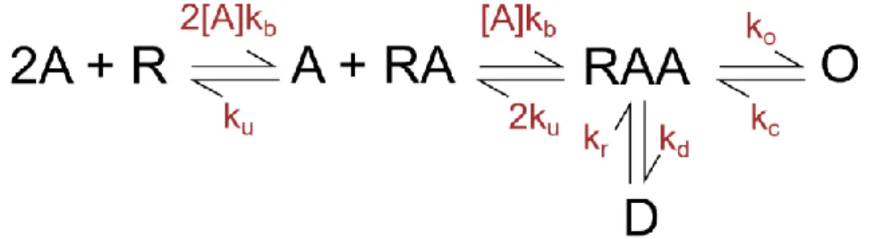 Fig. 3 Basic kinetic scheme of conventional GluN1/GluN2 NMDAR activation. 