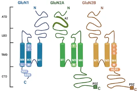 Fig. 4 Structural determinants regulating ER processing of functional NMDARs  Schematic topology of the GluN subunits with indicated trafficking determinants