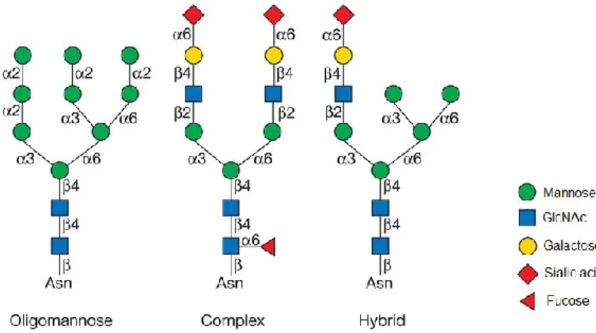 Fig. 6 Schematic illustration of the N-glycan types 