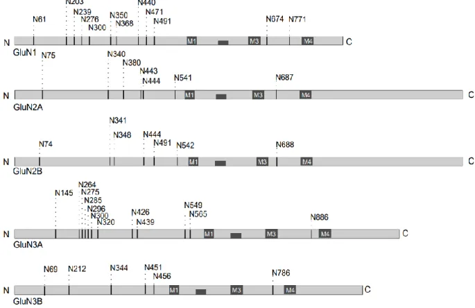 Fig. 8 Schematic diagram of the putative N-glycosylation consensus sites (N-X-S/T) in  the different GluN subunits