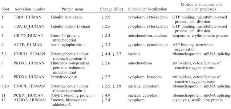 Figure 4. Validation of proteomic data by western blot analysis. The relative expression levels of selected proteins were determined in samples from both UC and DC SH-SY5Y cells either not affected by rhein