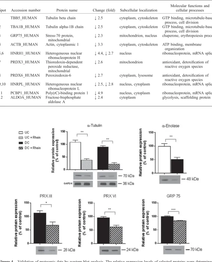 Table 6. Subcellular localization and biological functions of proteins altered by rhein in neuronally differentiated SH-SY5Y cells