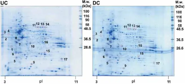 Table 1. List of differentially expressed proteins in neuronally differentiated vs undifferentiated SH-SY5Y cells identiﬁed by MALDI- MALDI-TOF MS/MS analysis of CBB-stained gel spots *