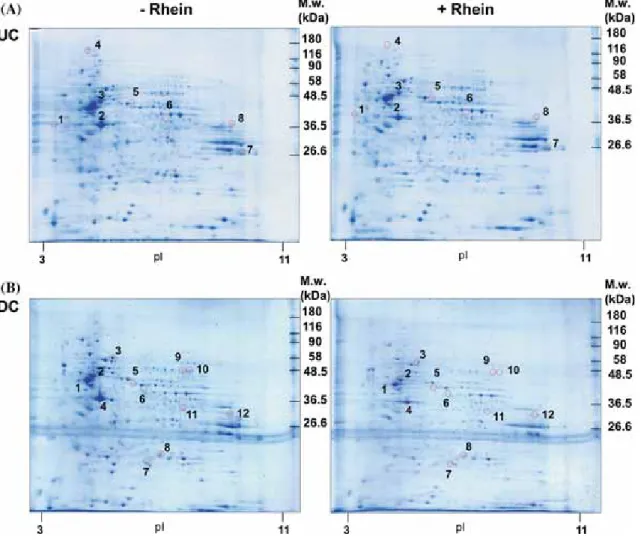 Figure 3. Effect of rhein on protein expression in SH-SY5Y cells. Representative CBB-stained 2-DE gel images of proteins expressed in undifferentiated and differentiated SH-SY5Y cells either untreated or treated with rhein