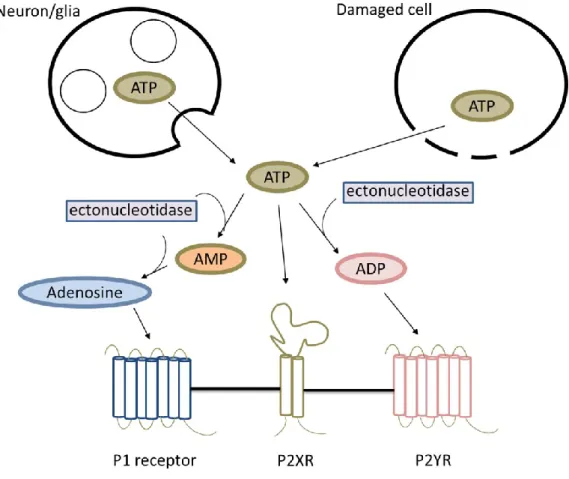 Figure  1.  Scheme  of  purinergic  signaling  involving  ATP,  ADP,  AMP,  adenosine,  and  P1,  P2X  and  P2Y  receptors, and ectonucleotidases