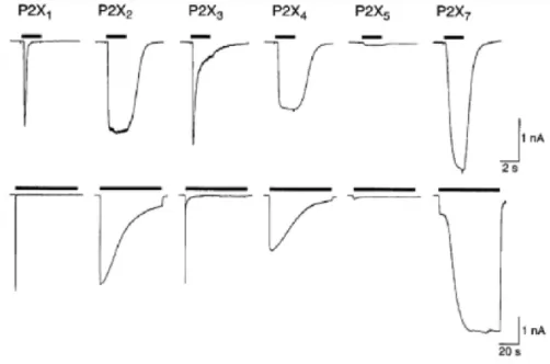 Figure  2.  Representative  P2X  currents  demonstrating  the  different  functional  properties  of  each  P2X  receptor