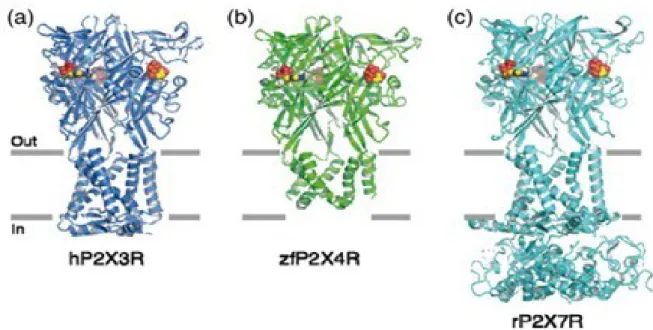 Figure 3. Structures of selected P2X receptors. (a) Crystal structure of human P2X3 receptor (hP2X3) bound  to ATP (PBD ID: 5SVK) (Mansoor et al., 2016)