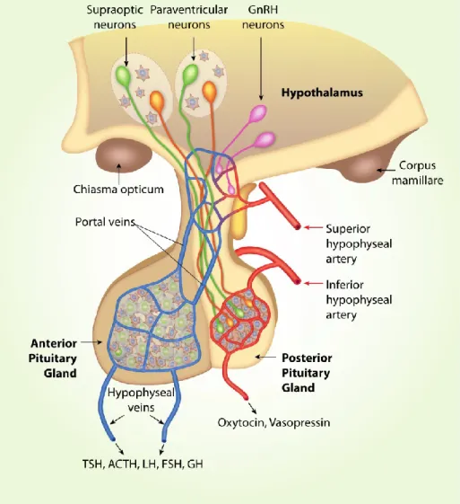 Figure 4. Communication between hypothalamus and posterior pituitary. (Stojilkovic presentation, personal  communication)