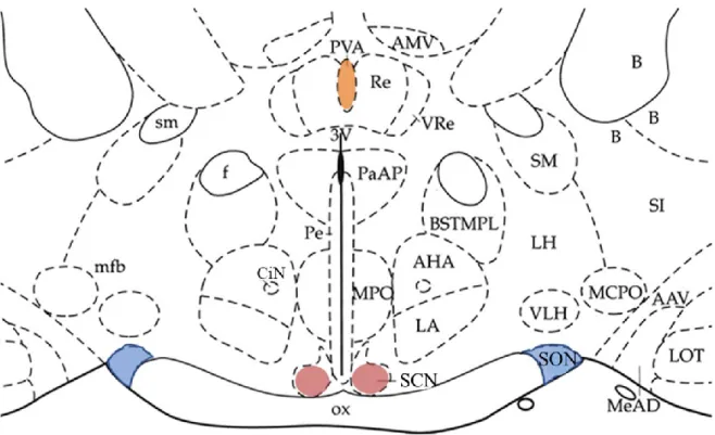 Figure 5. Scheme of coronal section of rat hypothalamus.  Regions of interest are coloured 