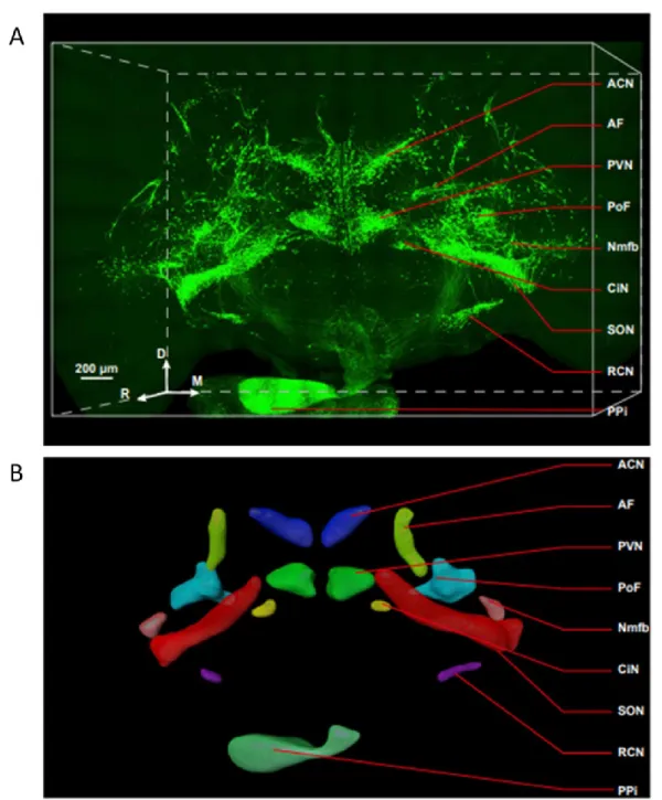 Figure  6.  3D  reconstruction  of  hypothalamo-neurohypophyseal  system  using  fluorescent  micro-optical  sectioning  tomography (fMOST)  imaging
