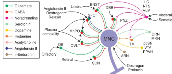 Figure 8. Schematic representation of some of the major peripheral and afferent inputs to  magnocellular  neurosecretory cells