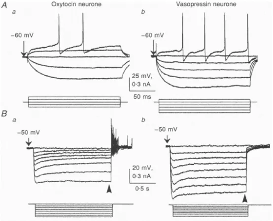 Figure  9.  Differences  in  intrinsic  membrane  properties  between  oxytocin  and  vasopressin  neurons