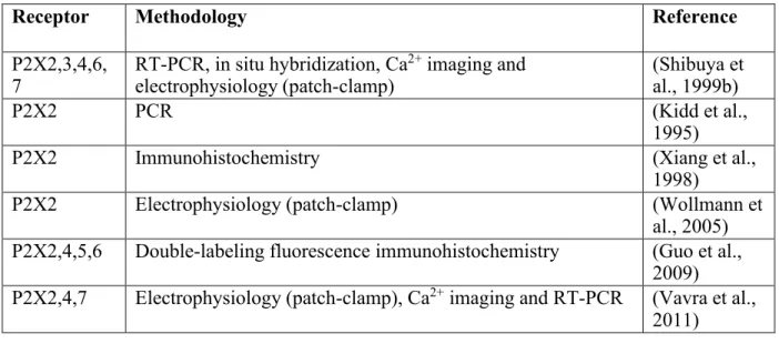 Table 1. Expression of P2X receptors in SON 