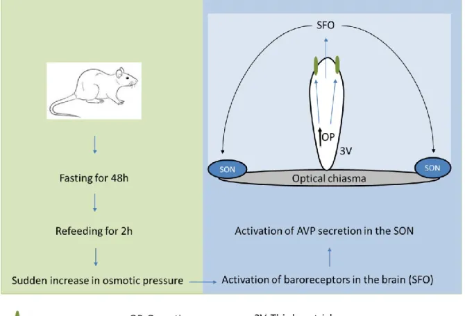 Figure 11. Scheme of the fasting/refeeding protocol.  Refeeding after fasting represents a complex stimulation  to  hormone  secretion  from  SON  involving  the  volume/baroreceptors  in  subfornical  organ  (SFO)  and  peripheral/central osmoreceptors