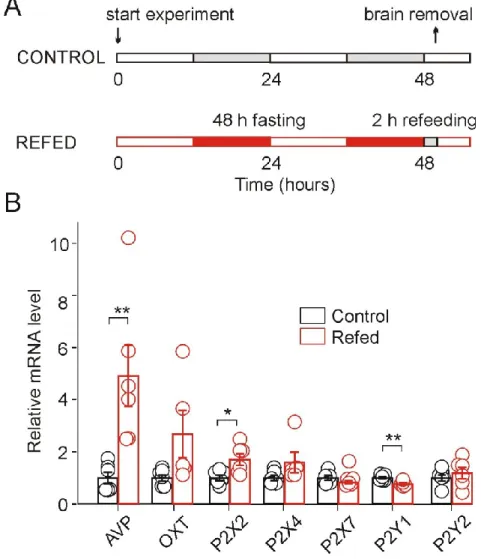 Figure  13. Effect of fasting/refeeding on purinergic  P2 receptor  expression. (A) Schematic diagram of the  fasting/refeeding  experiment