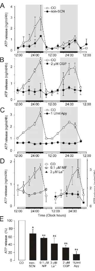 Figure 19. Endogenous circadian oscillations of  ATP  release  in  organotypic  cultures  of  the  rat  SCN
