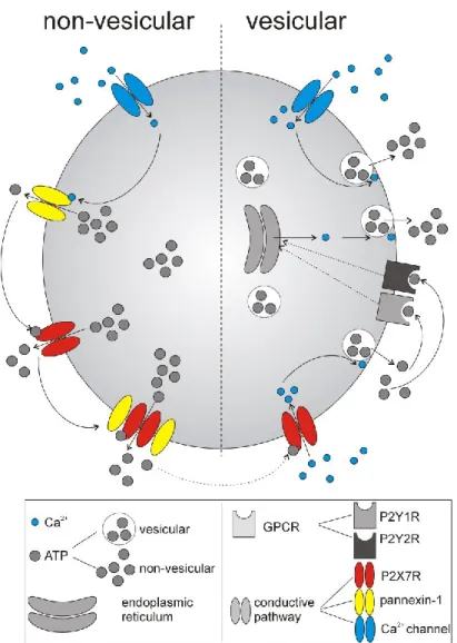 Figure  26.  Schematic  summary  of  identified  mechanisms  underlying  ATP  release  from  SCN  astrocytes