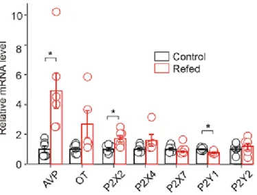 Obrázek  3.  Účinek  dokrmování  po  hladovění  na  relativní  mRNA  expresi  (vypočtenu  jako  poměr  proba/18sRNA )