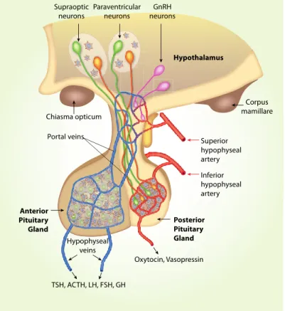 Figure 1. Communication between hypothalamus and posterior pituitary. (Stojilkovic, personal  communication) 