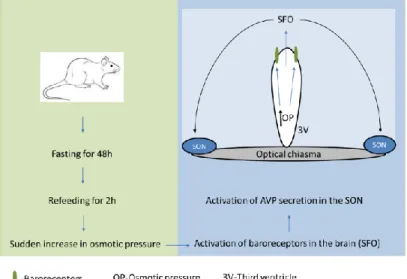 Figure  2.  Scheme  of  the  fasting/refeeding  protocol.  Refeeding  after  fasting  represents  a  complex  stimulation to hormone secretion involving the volume/baroreceptors and peripheral/central osmoreceptors