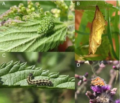 Figure 2. Aglais urticae L. – small tortoiseshell (A) eggs (photo by Jurgen Couckuyt 2017; file is  licensed under the CC BY‑NC‑ND); (B) pupa (photo by Harald Süpfle 2008; file is licensed under  the CC BY‑SA 2.5); (C) caterpillar (“Modrava”, National Park