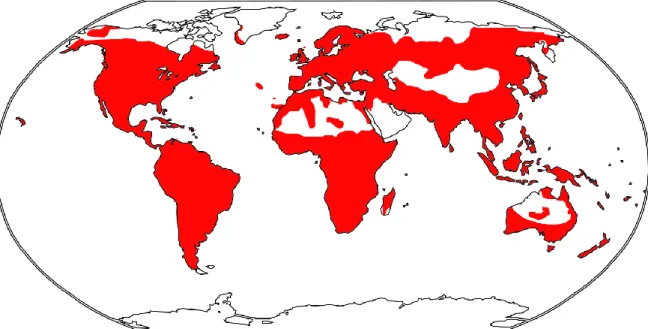 Figure 3.  Map  of  the distribution  of  the family  Urticaceae  (the distribution  data  adopted  from  Stevens, 2017).