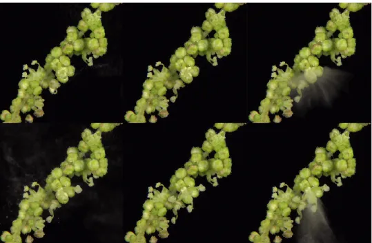 Figure  5.  Staminate  flowers  of  Urtica  dioica  L.  with  explosive  anthers  (video  by  Rüdiger  Hartmann © ,  2015,  video  frames  n