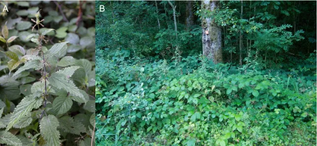 Figure 8.  Tetraploid  Urtica dioica subsp. dioica  (A)  and  one  of  its  typical  habitats  of  occurrence (B; the edge of the forest path, near the village “Mont‑Dore”, central France; photo  by Zuzana Chumová).