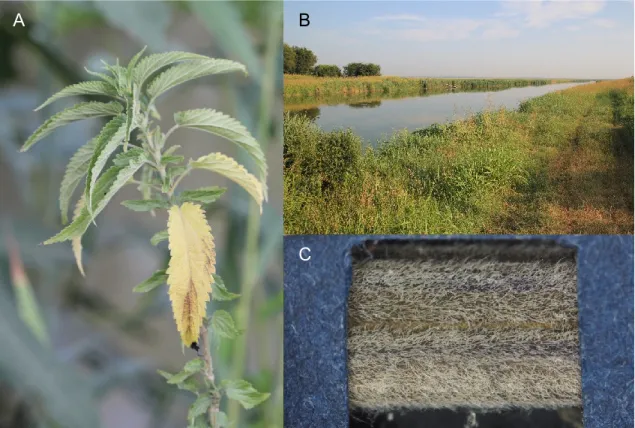 Figure 10. Diploid  Urtica dioica subsp. pubescens (Ledeb.) Domin  (A) and its  typical habitat  (B;  in  the  vicinity  of  irrigation  drain – the Po  Plain,  Italy;  A  and  B  photo  by  Tomáš Urfus)