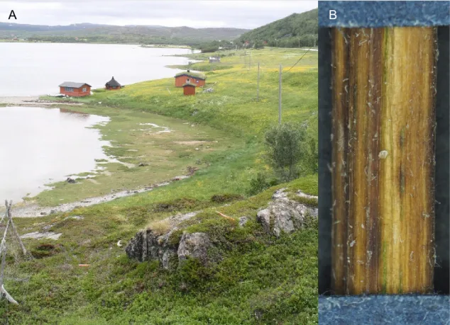 Figure 11.  The locality  of  Urtica dioica  subsp.  sondenii  (Simmons)  Hylander  in  the  northern  part of the Scandinavian Peninsula, near the village of “Smørfjord”, Norway (A) and density of  the unicellular trichomes on the stem (B; photo by Ludmil