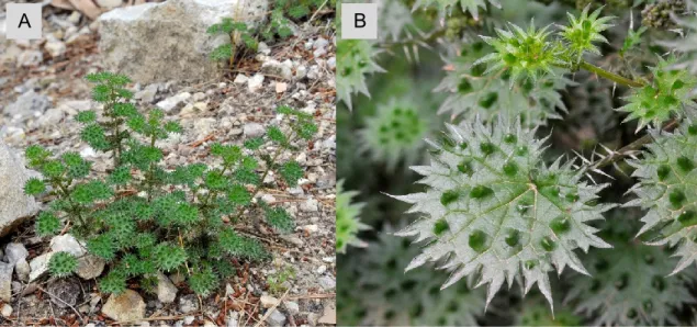 Figure 15. Urtica bianorii (Knoche) Paiva (A) with detail of verrucas leaf lamina (B; photo by  Rogier van Vugt © , 2019; Central “Serra de Tramuntana”, Mallorca, Spain; file is licensed under  the copyright law – free of charge for private and non‑commerc