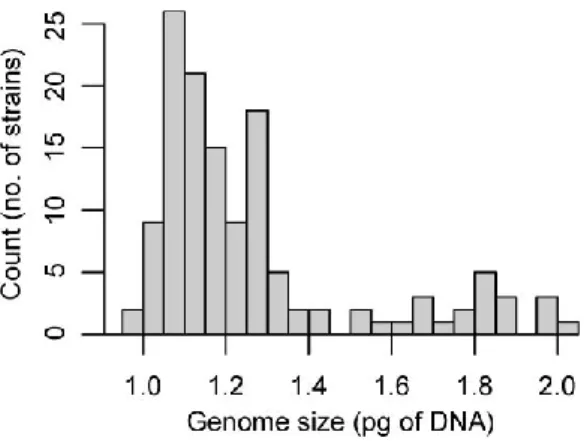 Figure 2. Frequency distribution of genome size categories among investigated Synura petersenii  strains