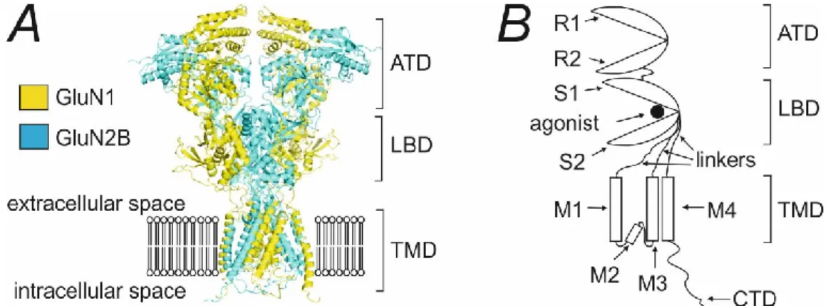 Figure  1.1.  Domain  structure  of  the  NMDAR.  (A)  Crystal  structure  of  GluN1/GluN2B  receptor