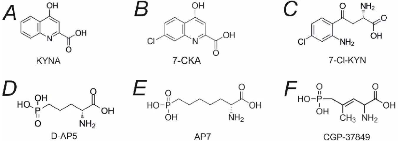 Figure  1.3.  Competitive  NMDAR  antagonists.  Projection  structures  of  glycine-site  antagonists  (A)  kynurenic  acid  (KYNA),  (B)  7-chlorokynurenic  acid  (7-CKA),  (C)   L-4-chlorokynurenine  (4-Cl-KYN),  and  glutamate-site  antagonists  (D)   D