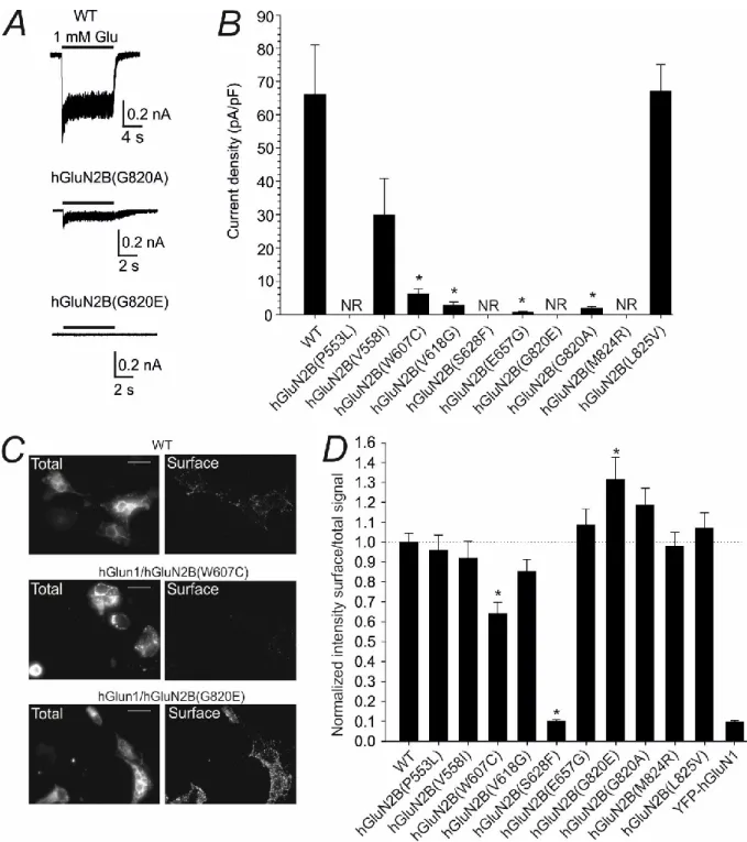 Figure  4.2.  Effect  of  disease-associated  mutations  on  the  current  density  and  surface  expression  of  NMDARs