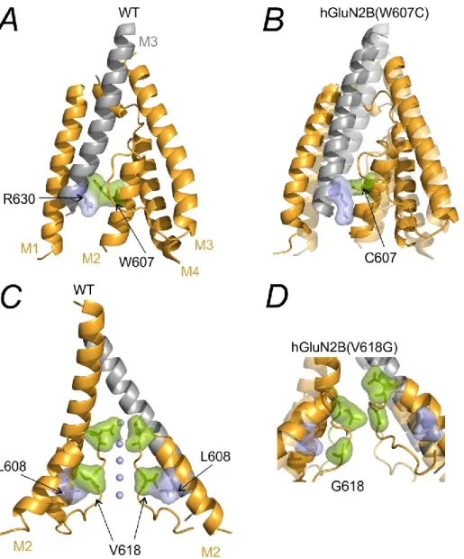 Figure  5.2.  Effects  of  the  GluN2B(W607C;  V618G)  mutations  on  the  TMD  structure