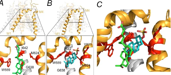 Figure 5.5. Binding modes for EPA-But and PE-S at the GluN2B(M1/M4) interface. Ribbon  structure  shows  the  arrangement  of  M1-M4  helices  in  the  model  of  the  GluN1/GluN2B  receptor in the open state (Černý et al., 2019)