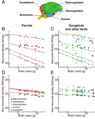 Fig. 2. Cellular densities in avian brains. (A) Lateral view of the starling brain showing the brain regions analyzed (for details, see SI Methods and Fig
