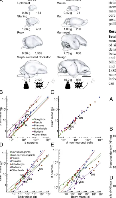 Fig. 1. Cellular scaling rules for brains of songbirds and parrots compared with those for mammals