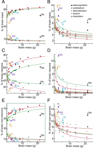 Fig. 4. Relative distribution of mass and cells in avian brains. Average per- per-centages of mass (A and B), number of neurons (C and D), and number of nonneuronal cells (E and F) contained in the principal brain divisions relative to the whole brain in e