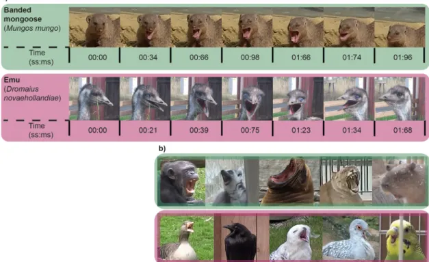 Fig. 1 Examples of yawns from mammals and birds. a Video sequence of a yawn from both a mammal (Banded mongoose) and a bird (Emu), which demonstrate the ﬁ xed action pattern as described by Barbizet 1 , including the twitching of the eyes in the banded mon