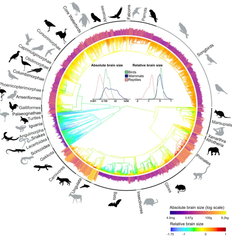 Fig. 1. Absolute and relative brain sizes mapped to amniote phylogeny. Relative brain size expressed as residuals from PGLS regression of log-transformed brain mass on log-transformed body mass is mapped on the tree, with the internal nodes showing relativ