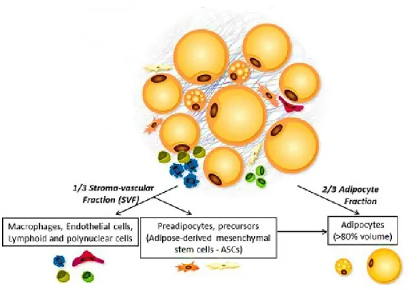 Figure 1: Cellular composition of WAT.  The figure shows the cellular heterogeneity of WAT