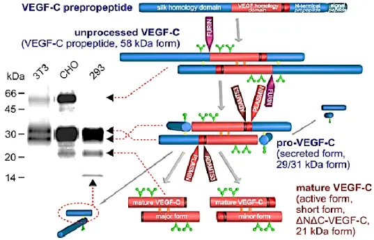 Figure 6: Schematic illustration of biological activation of VEGF-C. Adapted from [186]