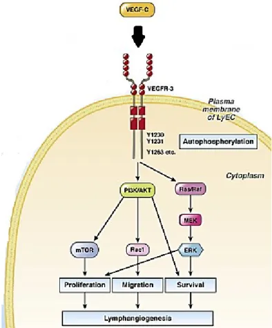 Figure 7: Schematic illustration of  the  VEGF-C/VEGFR-3  signaling  pathway.  Adapted  from  [1]  and  later modified